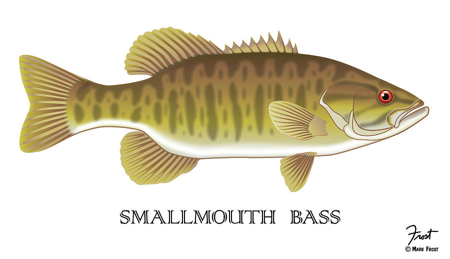 Smallmouth Bass Digital Art - Smallmouth Bass by Mark Frost