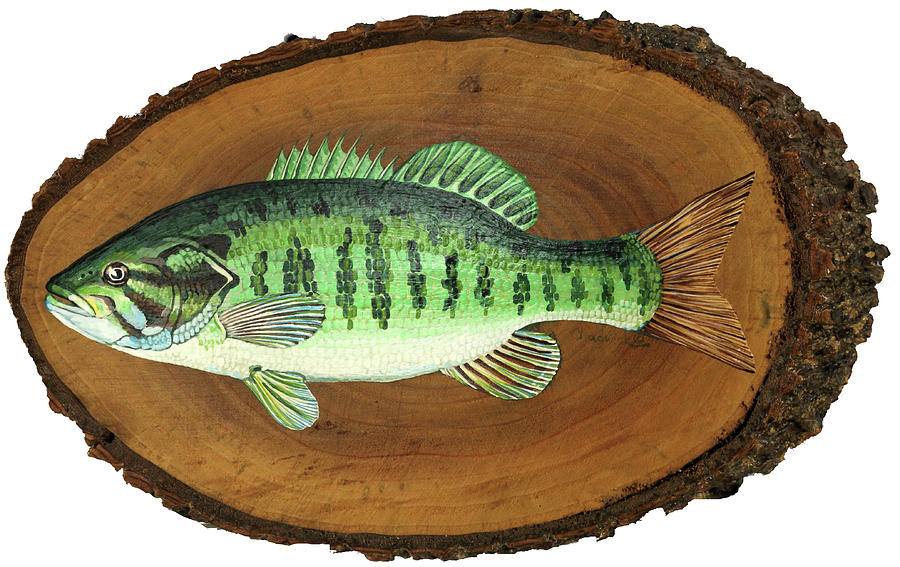 Bass Painting - Smallmouth Bass - Still Swimmin by Phil Chadwick