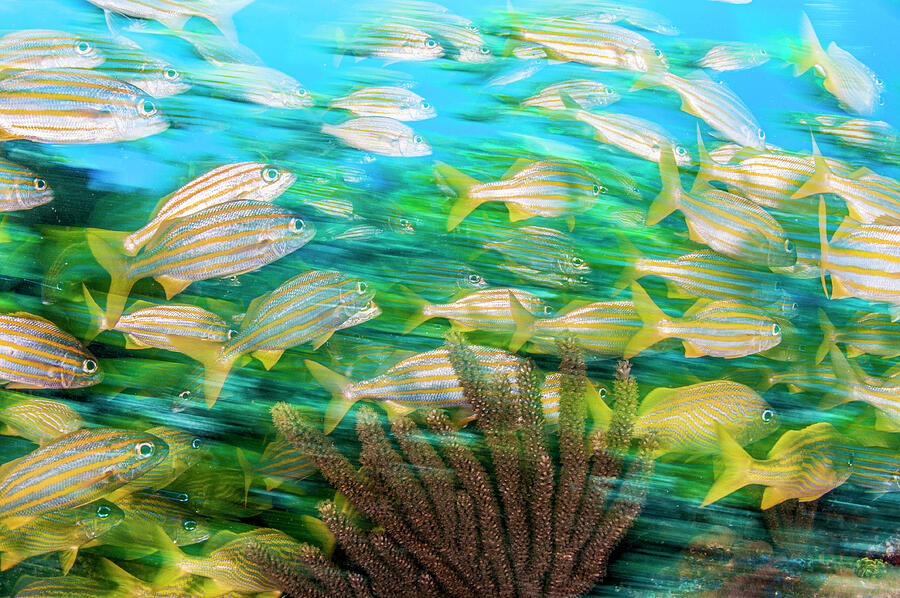 Smallmouth Grunt Fish Swim Over A Coral Reef, Cancun Photograph by Shane Gross / Naturepl.com Smallmouth Grunt Fish Swim Over A Coral Reef, Cancun Photograph by Shane Gross / Naturepl.com