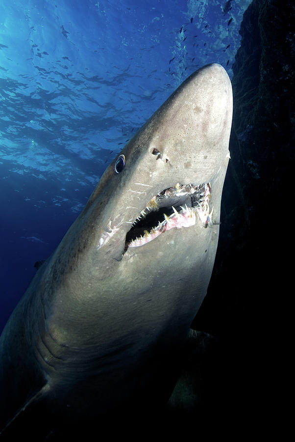 Smalltooth Sand Tiger Shark, View From Below, Canary Islands Photograph 