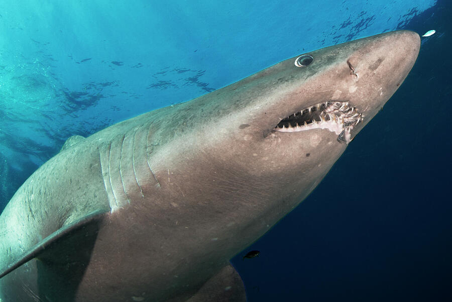 Smalltooth Sand Tiger Shark With Open Mouth, View From Photograph by ...