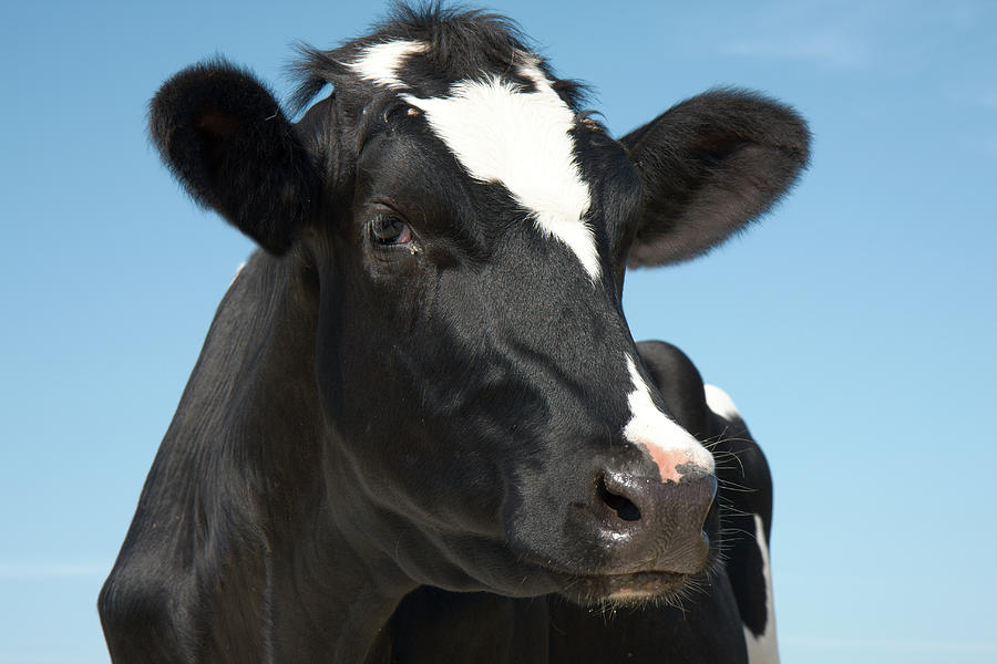 Smart Looking Cow Photograph by Bronswerk