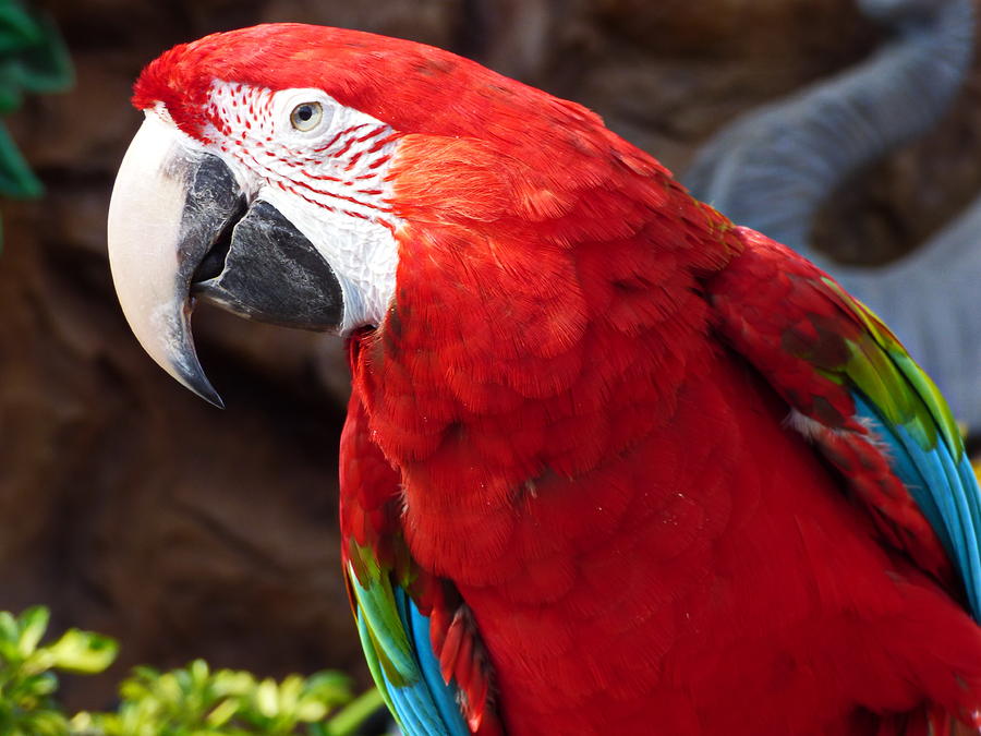 Smart Red-and-green Macaw Parrot Photograph by Lyuba Filatova