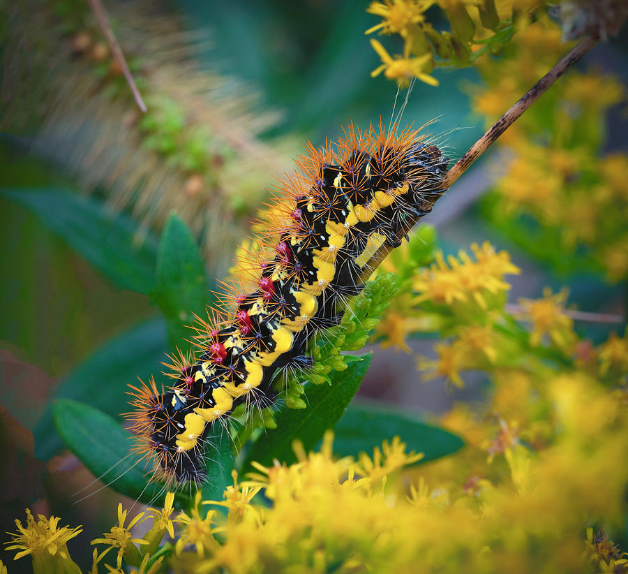 Nature Photograph - Smartweed Caterpillar by Dwight Sutton