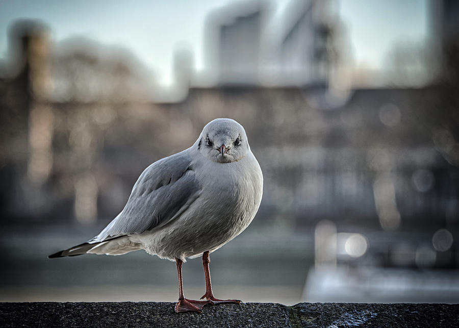 Gull Photograph - Smile? by Brian Sanders