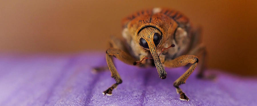 Insects Photograph - Smile You Are Caught On Camera... by Thierry Dufour