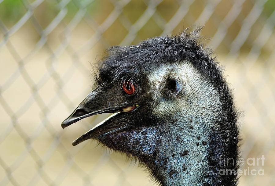 Emu Photograph - Smiley Face Emu by Kaye Menner