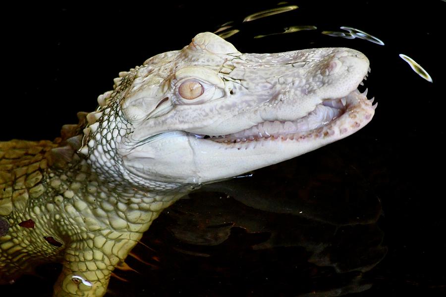 Smiling Albino Alligator Photograph by Richard Bryce and Family