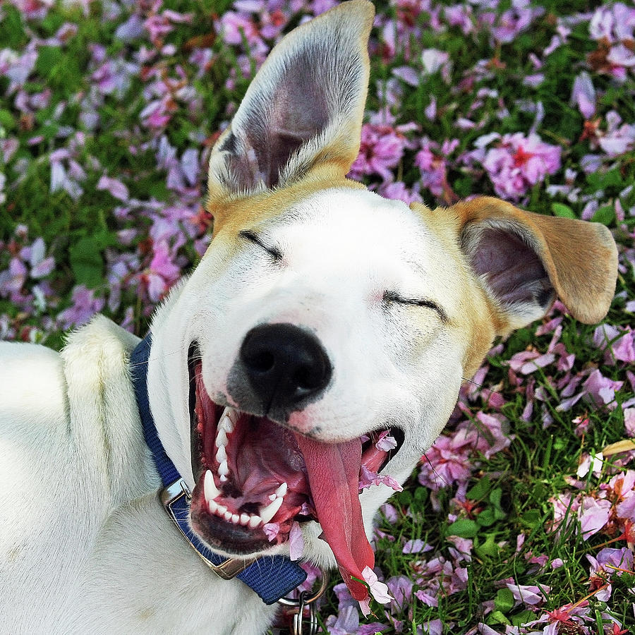 Smiling Dog by Fork