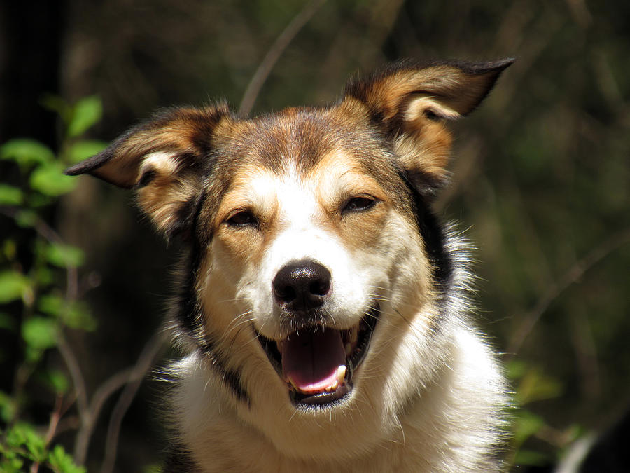 Dog Photograph - Smiling dog by Inge Van Balkom