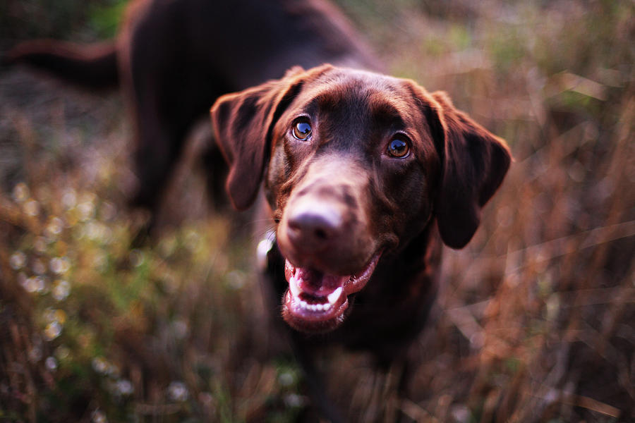 Smiling Dog Photograph by Purple Collar Pet Photography
