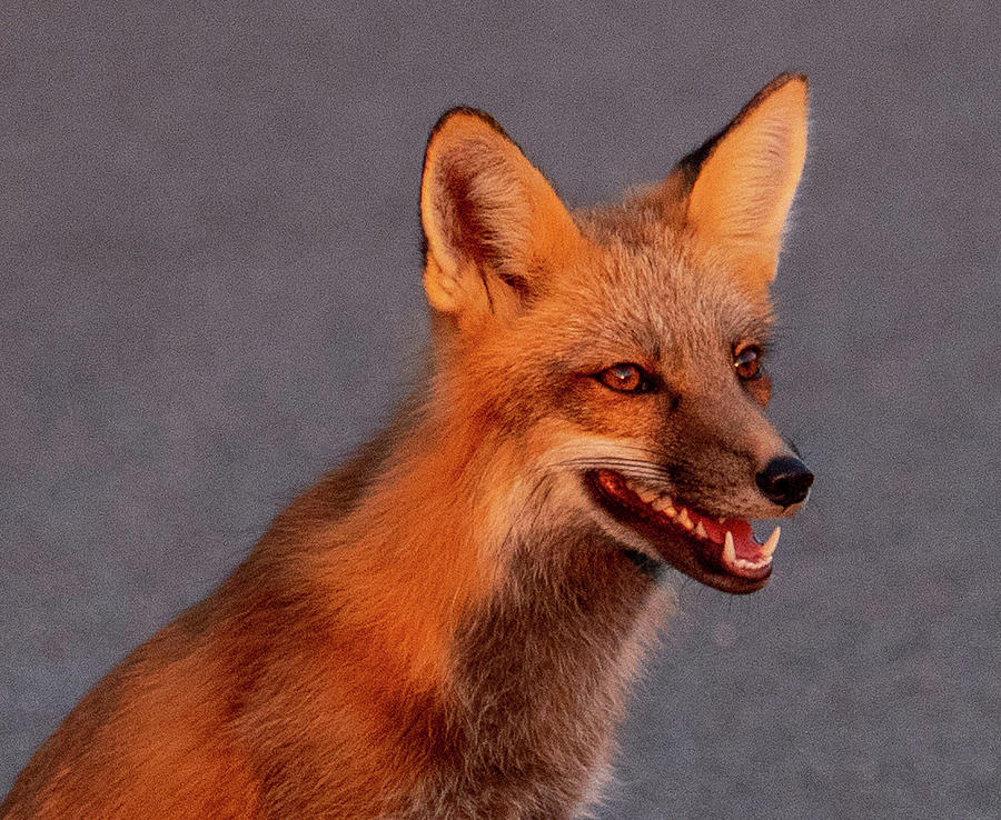 Smiling Fox Photograph by Marcy Wielfaert - Pixels