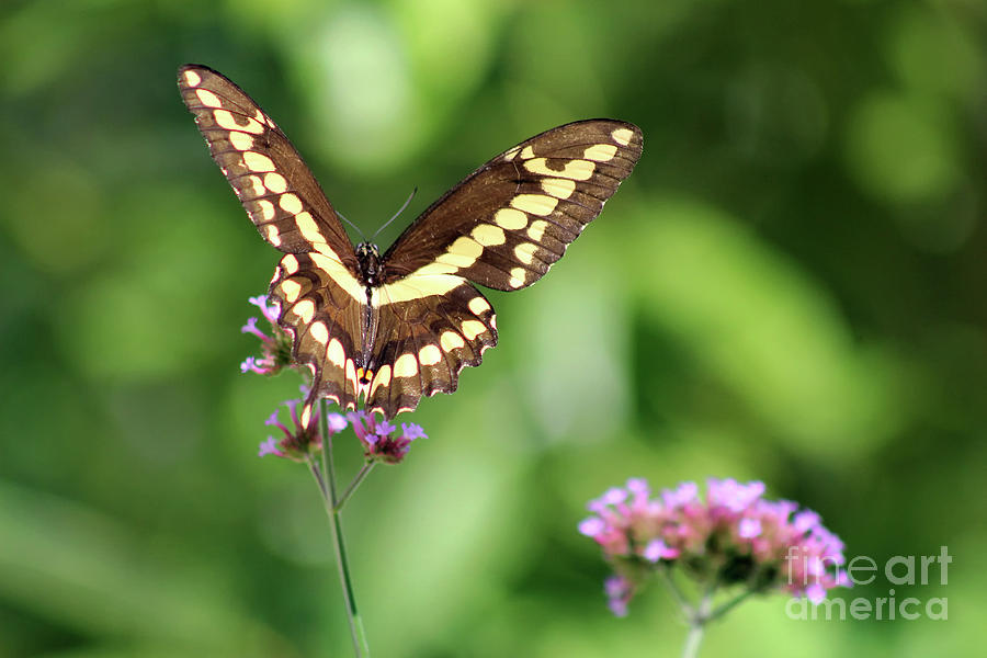 Smiling Giant Swallowtail Butterfly Photograph by Karen Adams