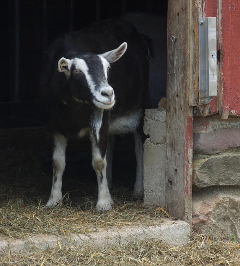 Smiling Goat Photograph by Marty Klar