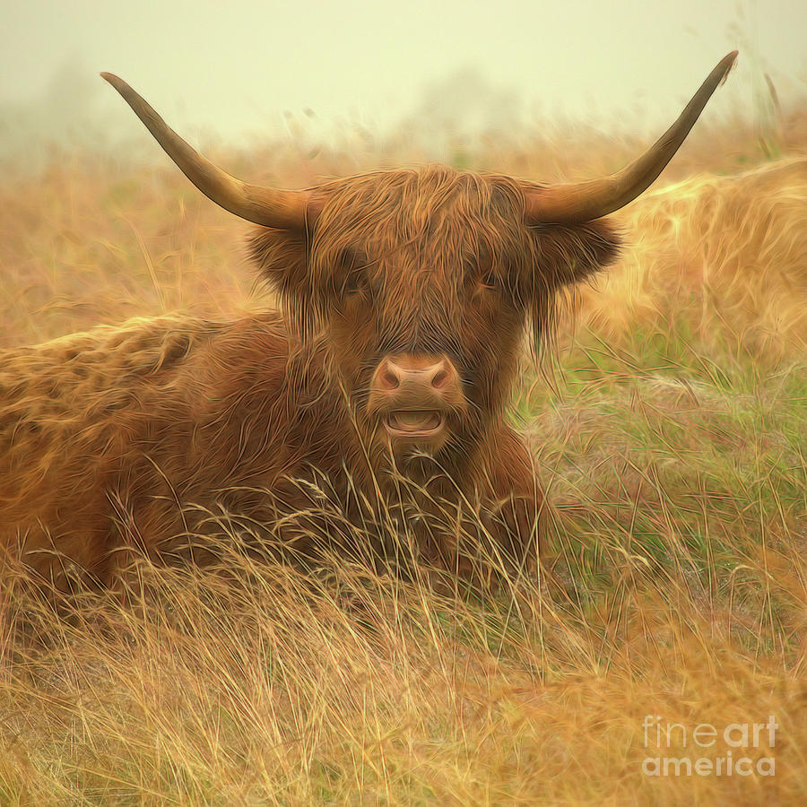 Smiling Highland Cow Mixed Media