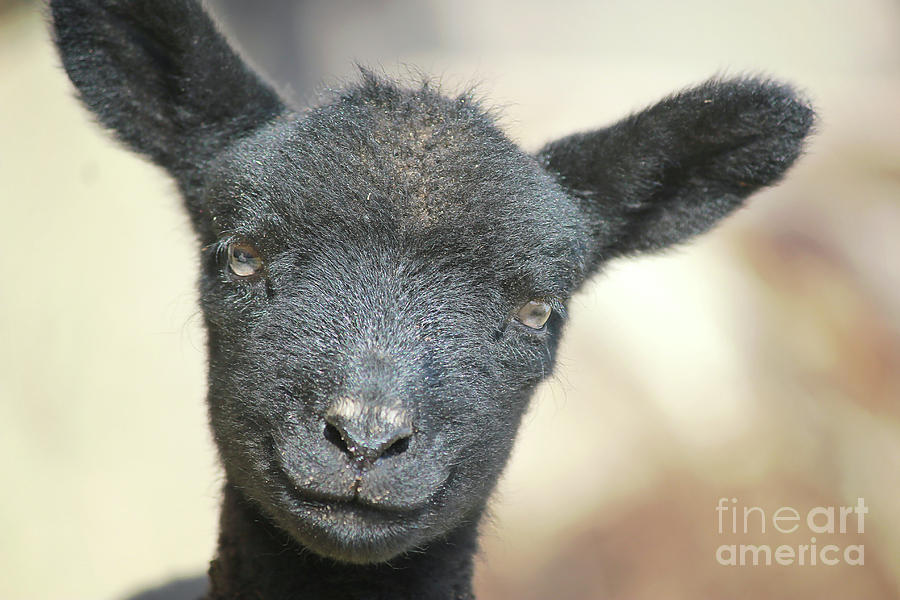 Smiling Lamb Photograph by Kathy Sherbert
