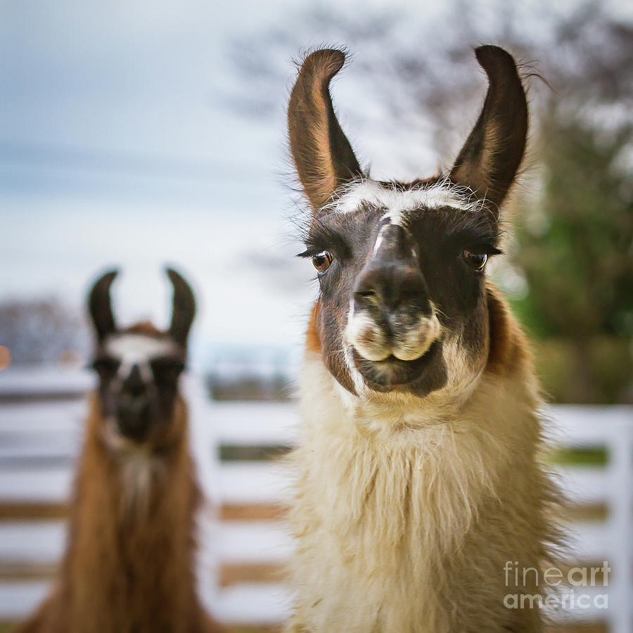 Smiling Llama Photograph by Kathy Sherbert