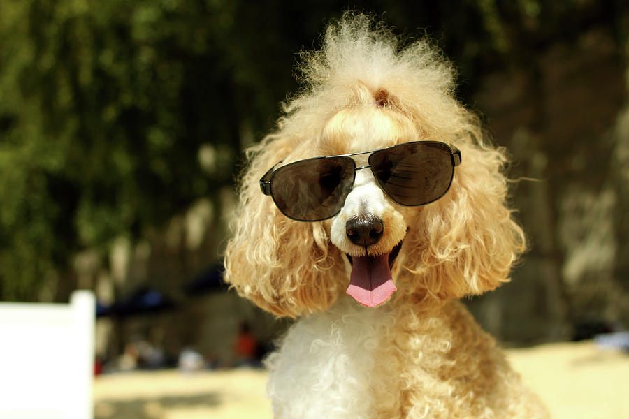 Smiling Poodle Wearing Sunglasses On Photograph by Stephanie Graf-vocat - Sgv Photography