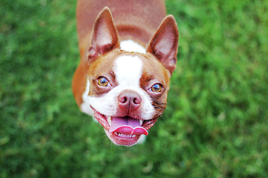 Smiling Red Boston Terrier Photograph by Genevieve Morrison
