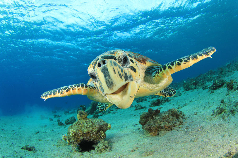 Smiling Sea Turtle Photograph by Tamera McPherson