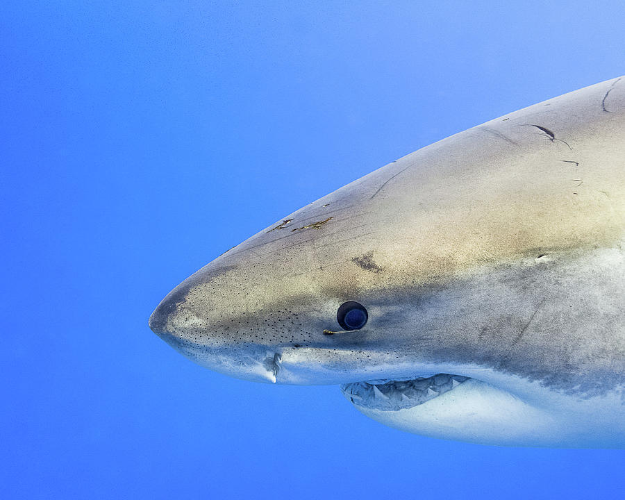 Smiling Shark Photograph By Jill Petik - Fine Art America