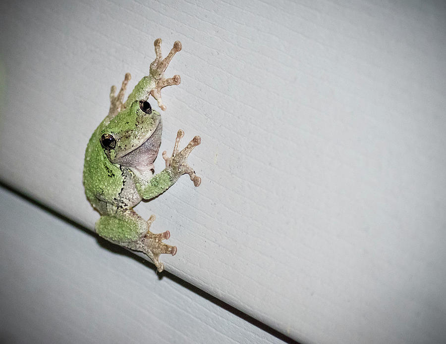 Smiling Tree Frog Photograph by Laura Jonsson - Fine Art America