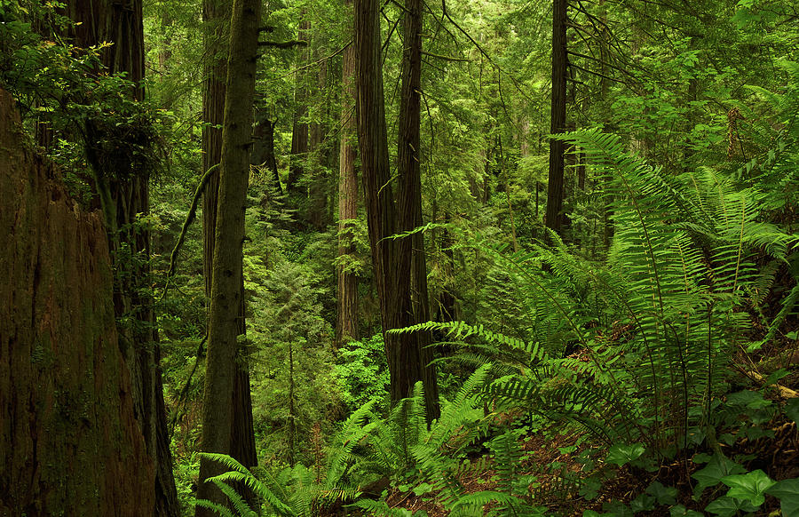 Smith River Redwoods Horizontal. Redwood National Park, California ...