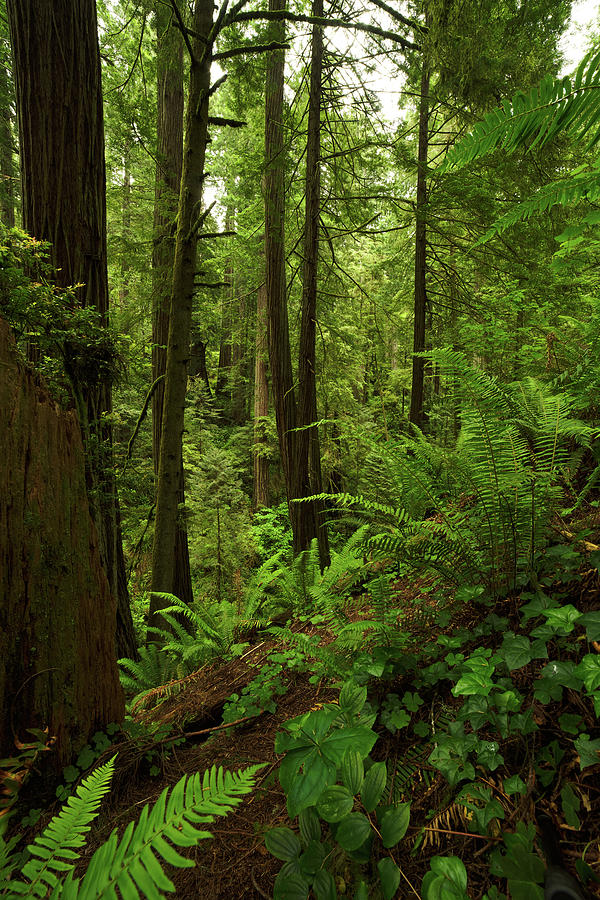 Smith River Redwoods by TL Mair Smith River Redwoods by TL Mair