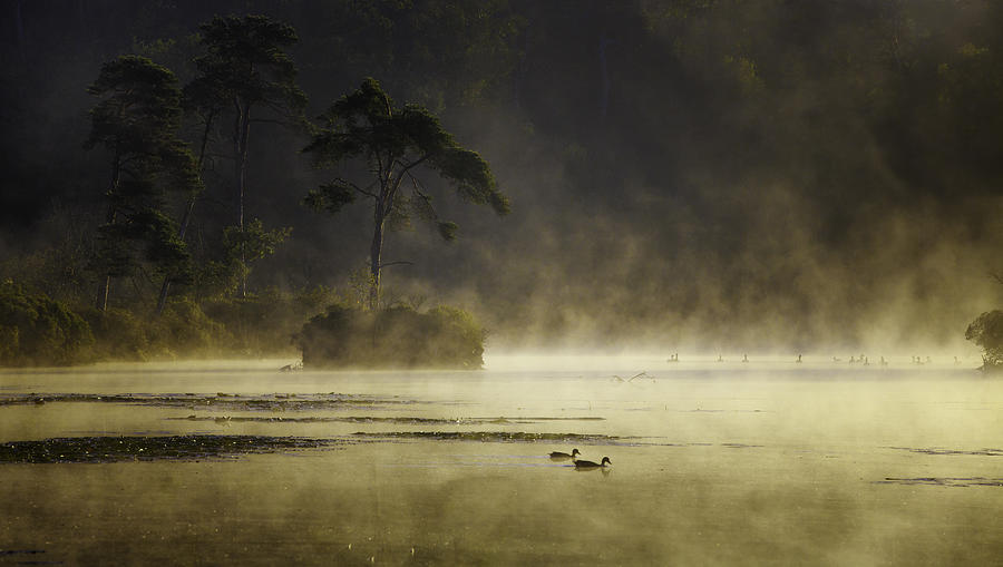 Tree Photograph - Smoke On The Water by Anton Van Dongen