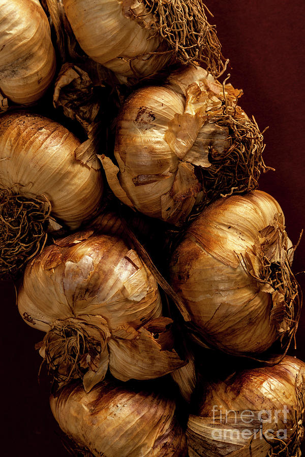 Smoked Garlic Bulbs (allium Sativum) Photograph by Martyn F. Chillmaid/science Photo Library
