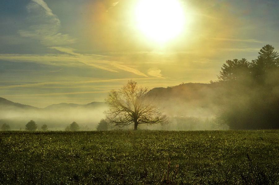 Smokey Mountain Misty Tree in the Field DSC_0390 Photograph by Michael Thomas