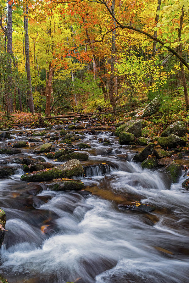 Smoky Mountain Beauty Photograph by Eric Albright