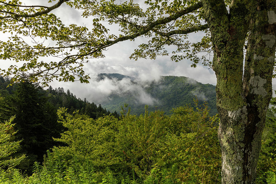 Smoky Mountains Newfound Gap 6 Photograph