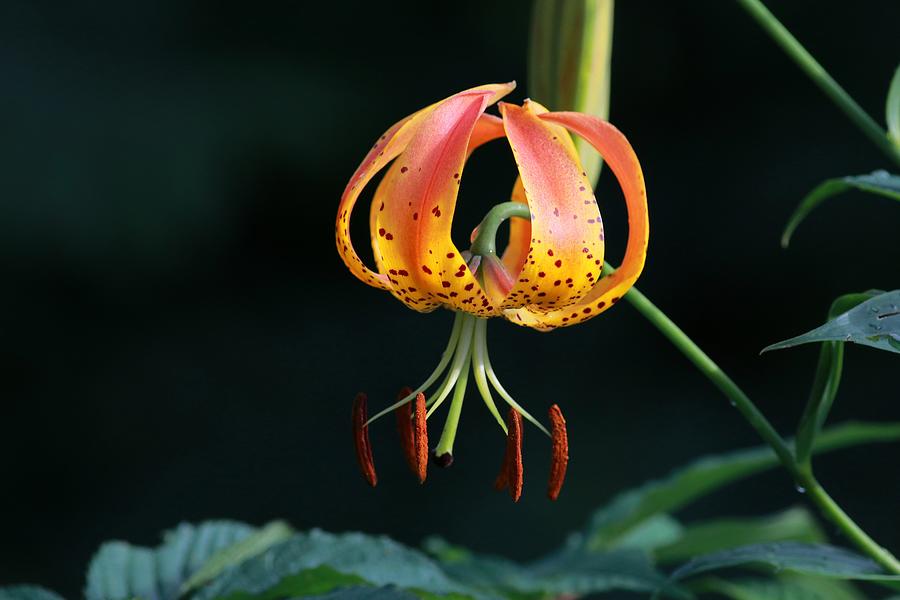 Smoky Mountains Turkish Cap Lily by Carol Montoya Smoky Mountains Turkish Cap Lily by Carol Montoya