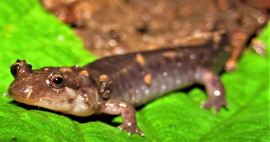 Smoky Salamander Photograph