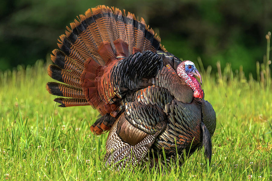 Smoky Turkey Photograph by Eric Albright - Fine Art America