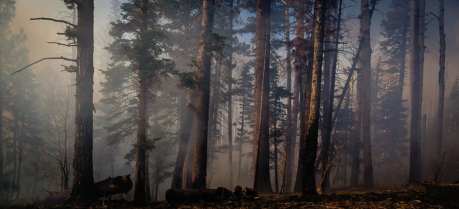 Smoldering Forest Fire Photograph by Eric R. Hinson
