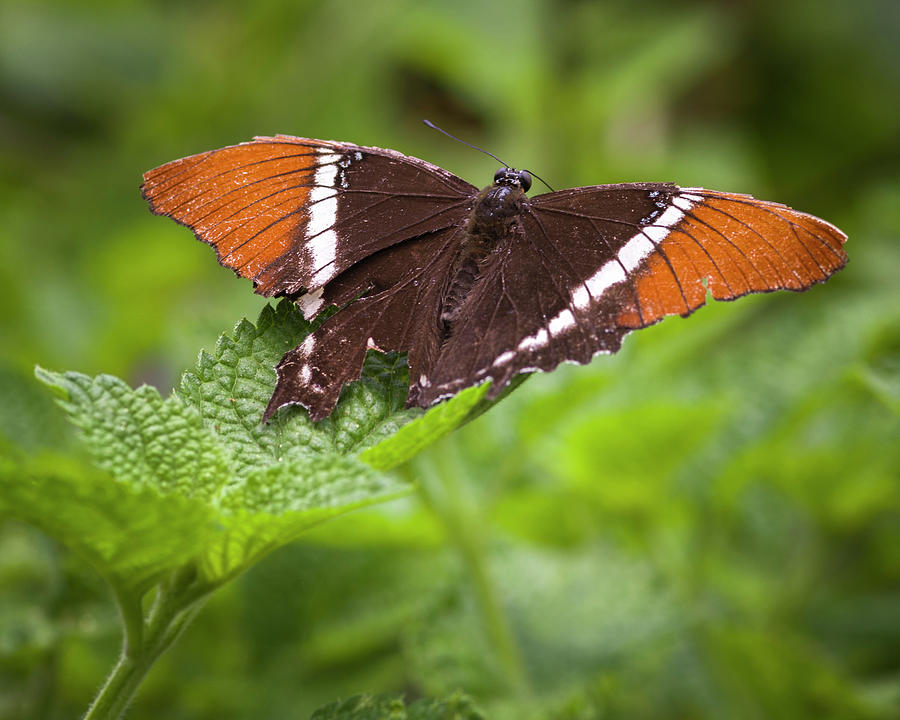 Smooth Banded Sister Jardin Botanico Del Quindio Calarca Colombia Photograph