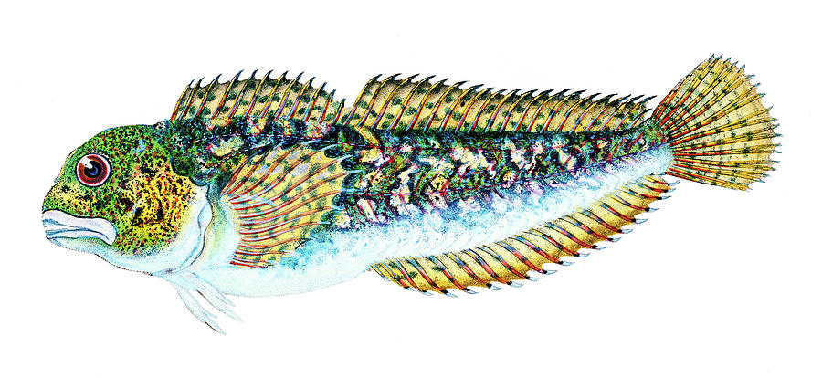 Smooth Blenny  Drawing by David Letts