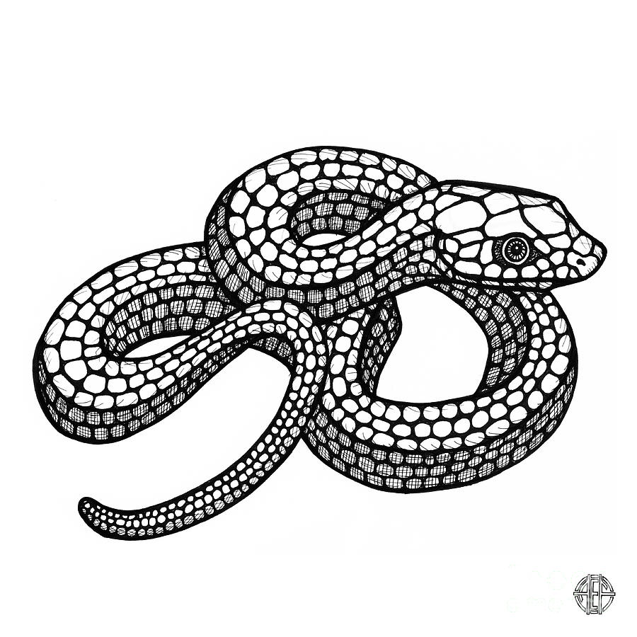 Smooth Green Snake Drawing by Amy E Fraser