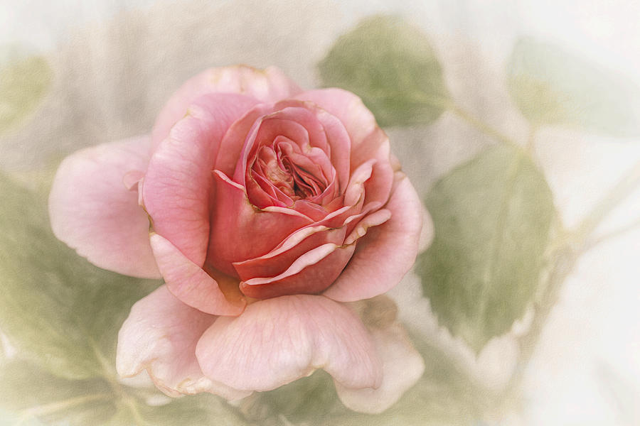 Smooth Rose Photograph by Gilbert Claes