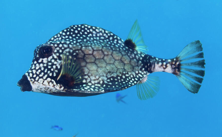 Smooth Trunkfish, Banco Chinchorro Biosphere Reserve Photograph by ...