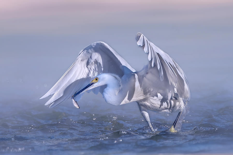 Egret Photograph - Snack Time by Qing Zhao