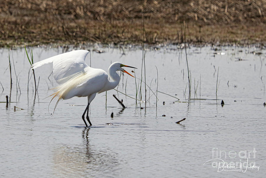 Egret Photograph - Snacking by Bobbie Nickey