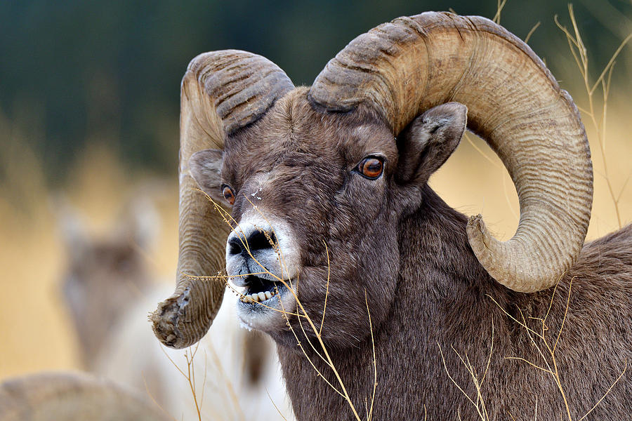 Snacking Ram Photograph by Michael Morse