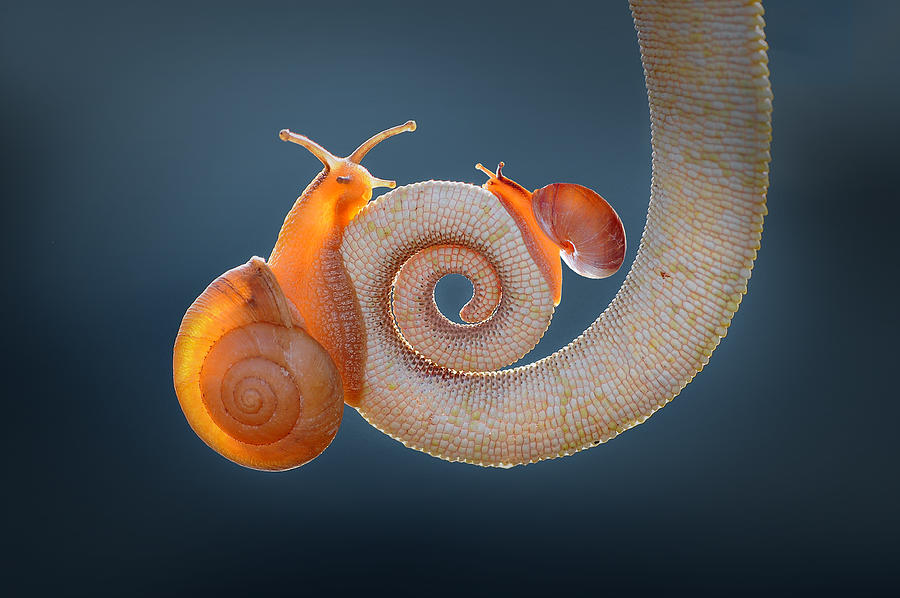 Snail And Tail Photograph by Andri Priyadi