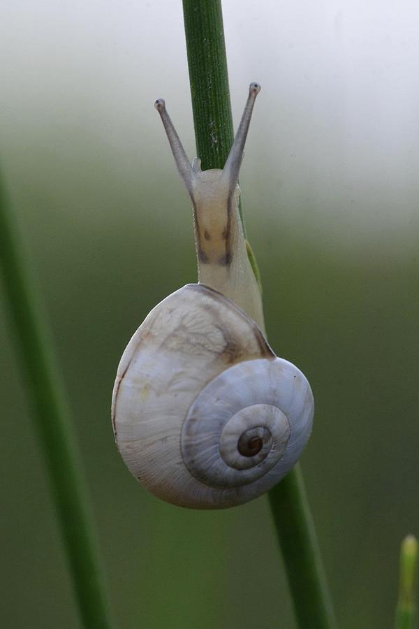 Snail Photograph by Boaz Gat
