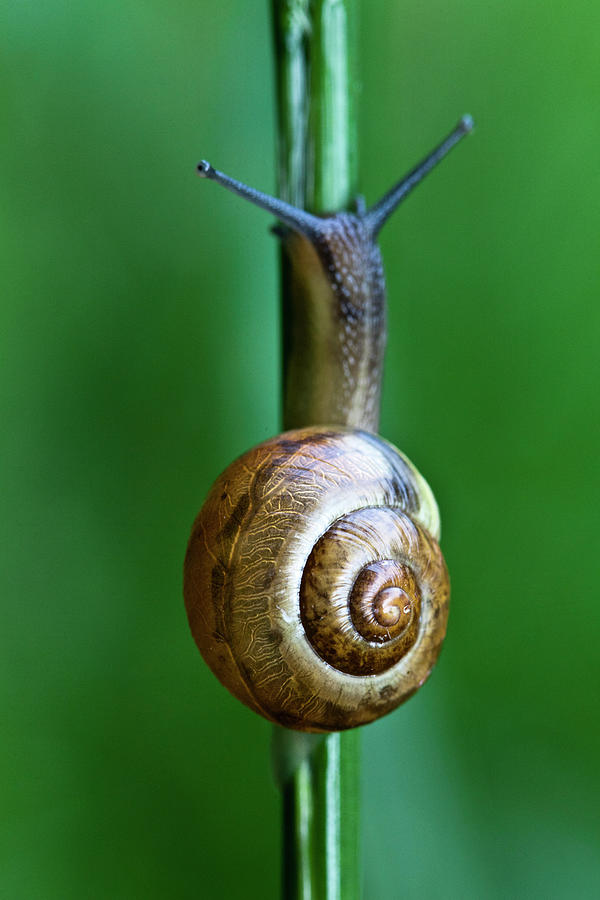 Snail Climbing Up Stem Photograph by © Santiago Urquijo