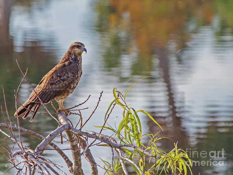 Snail Kite - Female by Blair Howell Snail Kite - Female by Blair Howell
