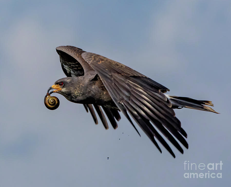 Bird Photograph - Snail Kite Success by Dale Erickson